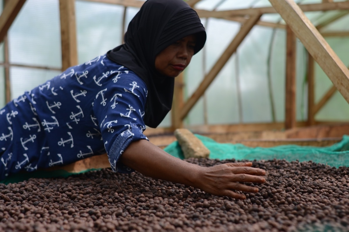 Menjaga Rasa Kopi Arabica Puntang Menjaga Rasa Kopi Arabica Puntang