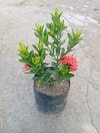 Tanaman Red Ixora berbunga lebat, cocok untuk dekorasi taman.