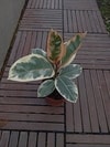 Tanaman Ficus Tineke Variegated dengan tampilan elegan dan modern.