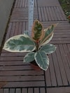 Ficus Tineke Variegated dalam pot, cocok untuk dekorasi ruangan minimalis.