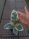 Detail daun variegata Ficus Tineke dengan kombinasi warna yang menawan.