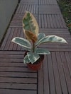 Tanaman Ficus Tineke Variegated dengan daun lebar bercorak hijau, putih, dan krem.