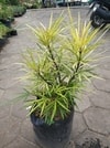 Osmoxylon lineare tumbuh subur dalam pot