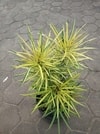 Detail daun tanaman Aralia Kuning yang unik dan menjari