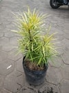 Aralia Kuning sebagai tanaman penghias taman rumah