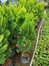 pohon cemara kipas
