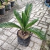 pohon sikas
