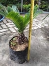 cycas