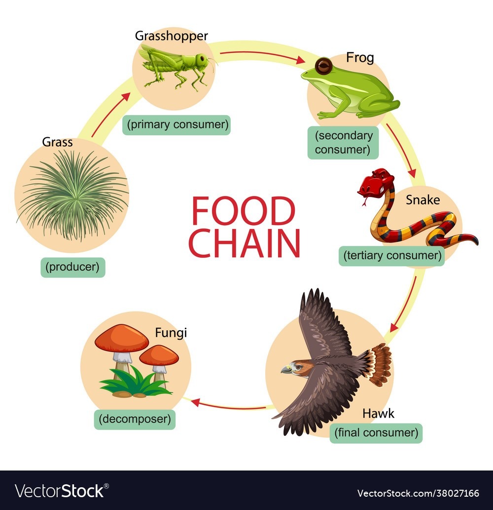 Gambar. Rantai Makanan di Sawah
Sumber: https://www.vectorstock.com/royalty-free-vector/diagram-showing-food-chain-vector-38027166