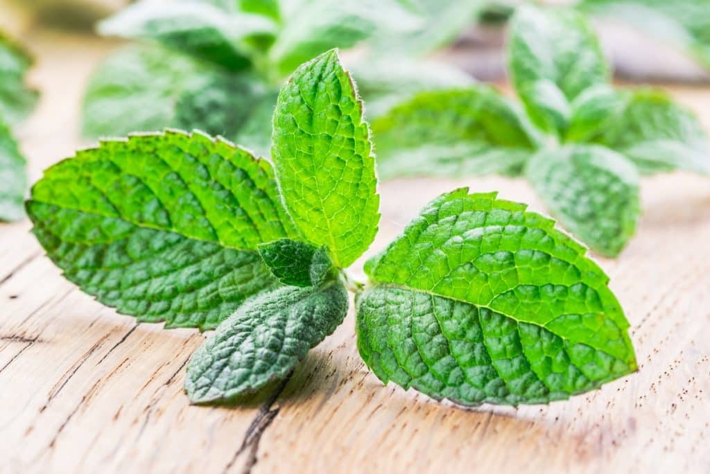 Tanaman Apple Mint