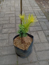 Tanaman Lohansung Yellow tumbuh subur dengan daun kuning eksotis.
