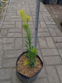 Tanaman Lohansung Yellow tumbuh subur dengan daun kuning eksotis.