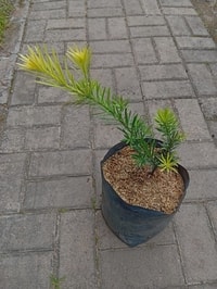 Lohansung Yellow dalam pot, cocok untuk dekorasi rumah dan taman.