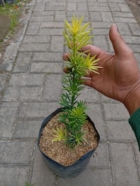 Detail daun Lohansung Yellow yang unik dan bercahaya.
