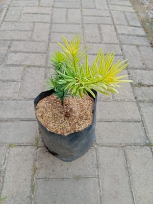 Tanaman Lohansung Yellow dengan daun kuning cerah yang memikat.