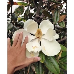 Bunga Magnolia Grandiflora White mekar dengan kelopak putih bersih dan harum.