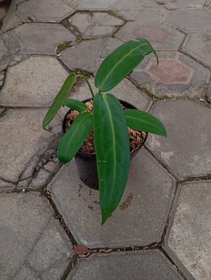 Anthurium Warocqueanum dengan daun panjang bertekstur beludru