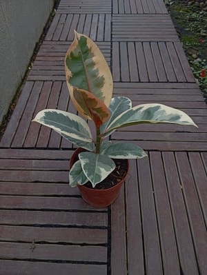 Tanaman Ficus Tineke Variegated dengan daun lebar bercorak hijau, putih, dan krem.