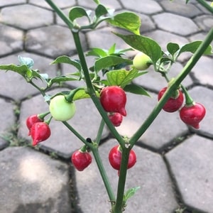 Bibit cabe Cupetinho siap tanam