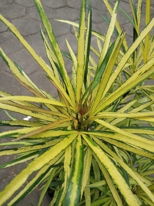Tanaman Aralia Kuning dengan daun sempit warna cerah