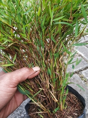 Tanaman Bambu Micro segar dalam pot