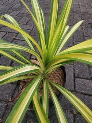 Tanaman Pandanus Amaryllifolius Variegated dengan daun belang putih hijau