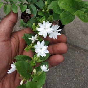 Tanaman Star Jasmine berbunga putih harum