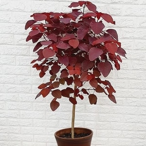 Tanaman Euphorbia Cotinifolia Red daun merah keunguan