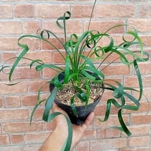 Tanaman Ophiopogon Curly dengan daun ikal hijau segar
