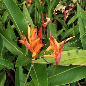 Tanaman Heliconia Burung Beo berbunga cerah