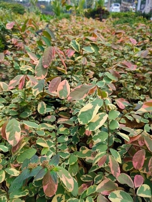 Breynia Daun Merah