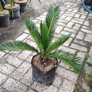 pohon sikas