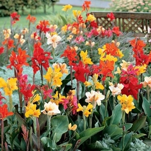 Bunga Canna Mix