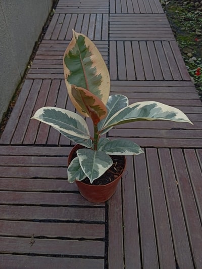 Tanaman Ficus Tineke Variegated dengan daun lebar bercorak hijau, putih, dan krem.