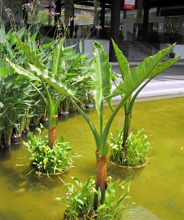 Pisang Amazon Madagascar (Typhonodorum)