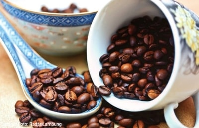 Perbedaan Kopi Luwak Arabika, Robusta, dan Peaberry