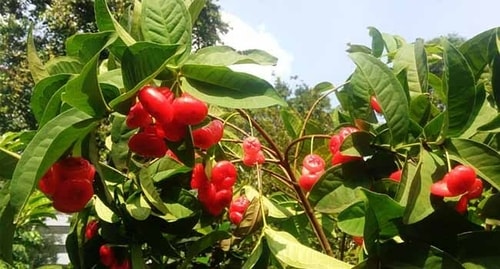 Jenis Tanaman Jambu Air & Keunggulanya
