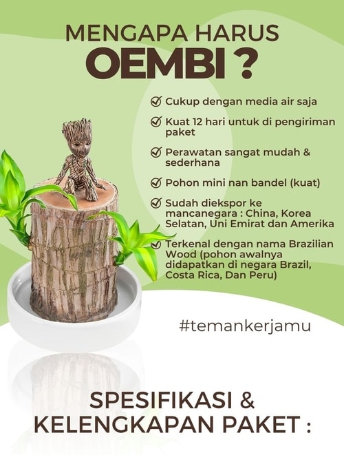 OEMBI The Brazilian Wood By : AGRO SOHOR