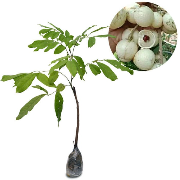 kelengkeng mata lada