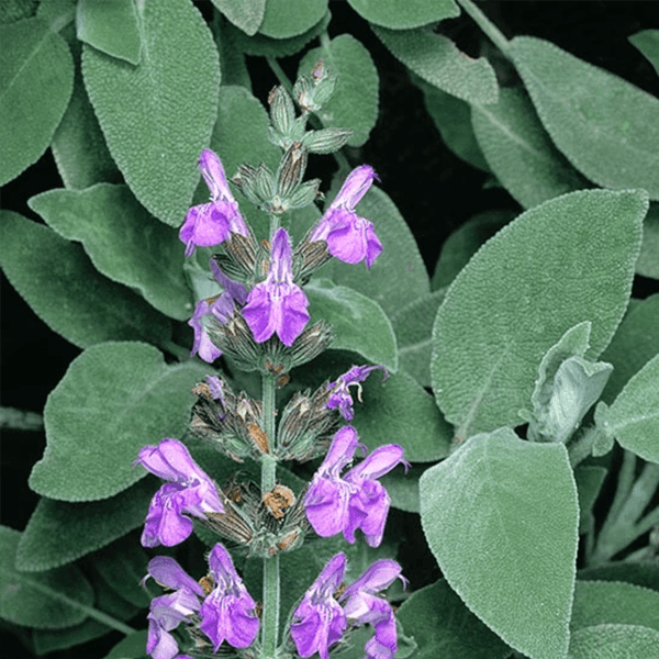 Tanaman Daun Sage