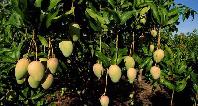 19 Jenis Bibit Mangga Rekomendasi Untuk Dikoleksi