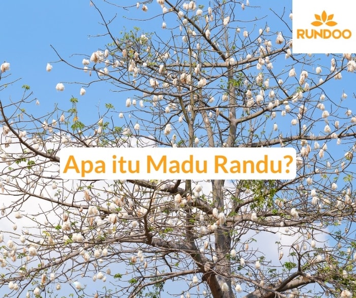 Apa itu Madu Randu?