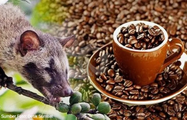 Kopi Luwak Halal atau Haram? Ini Penjelasan Lengkap Menurut Islam