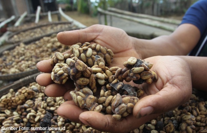 Stop! Jangan Tergiur Harga Murah Kopi Luwak Palsu! Ini Cara Membedakannya!