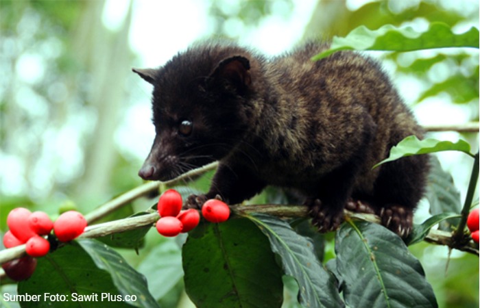 Kopi Luwak: Minuman Eksotis yang Dibuat dari Kotoran Hewan