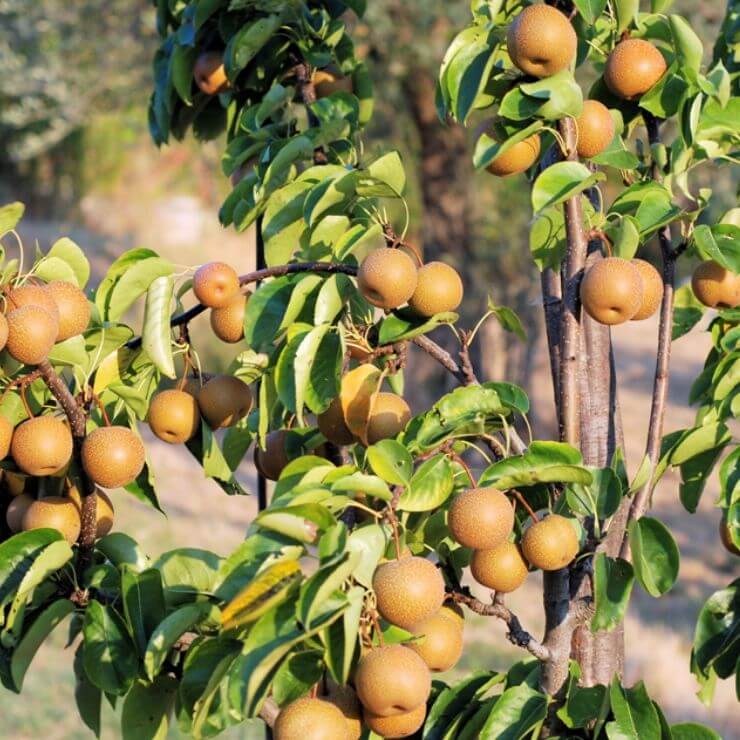 Pear Nashi (Pyrus pyrifolia)