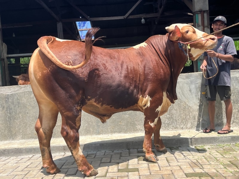 Mamen Sapi Kandang Juragan