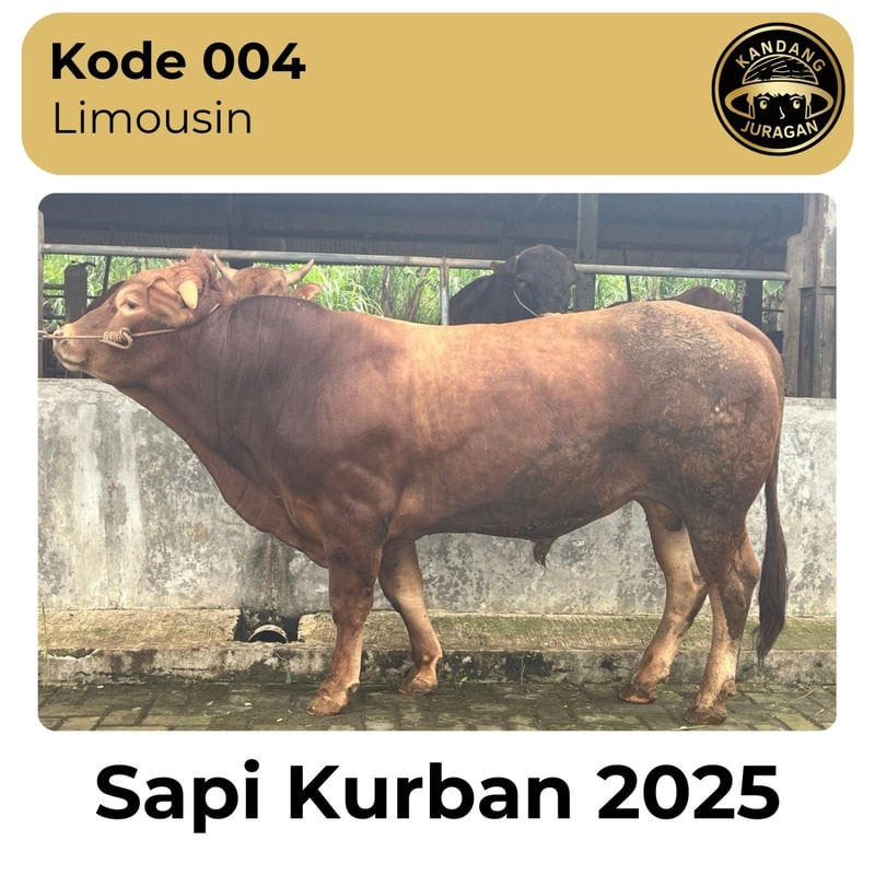 004 Sapi kurban Kandang Juragan