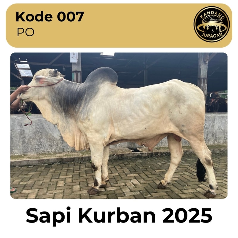 007 Sapi Kurban Kandang Juragan