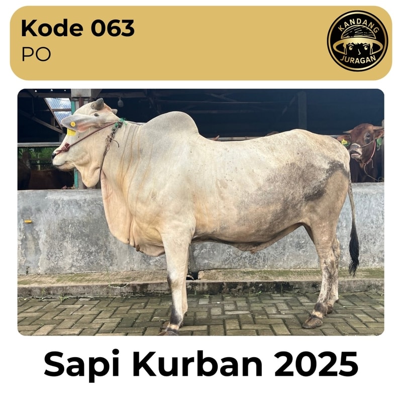 063 Sapi kurban Kandang Juragan